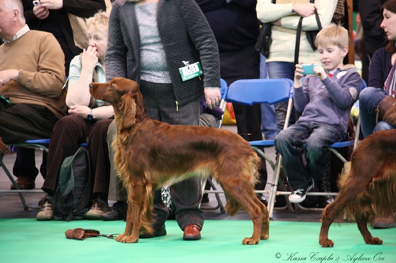 Crufts2011 281.jpg